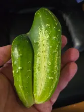 Conjoined Cucumber